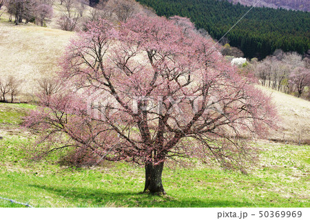 西蔵王放牧場の大山桜 西蔵王放牧場の大山桜 50369969