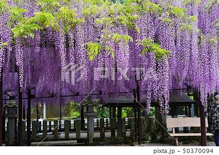 満開の藤の花が美しい黒木の大藤 50370094