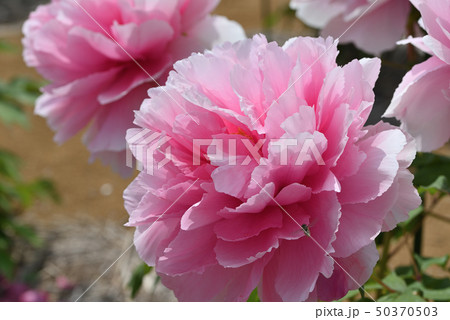 ボタン（聖代）　フタホシヒラタアブ 50370503