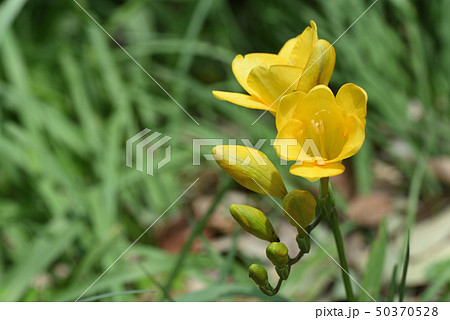 フリージア 50370528