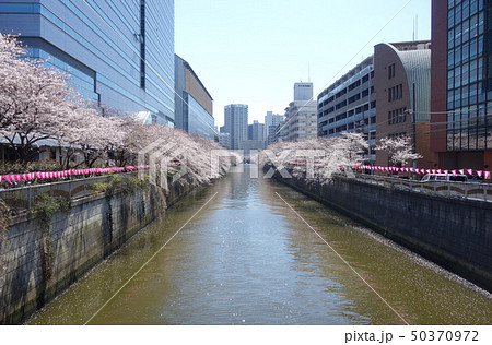 目黒川の桜（太鼓橋から見た亀の甲橋方向） 50370972