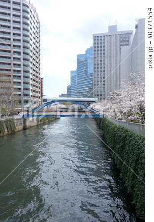 目黒川の桜(御成橋から見た鈴懸歩道橋) 目黒川の桜(御成橋から見た鈴懸歩道橋) 50371554