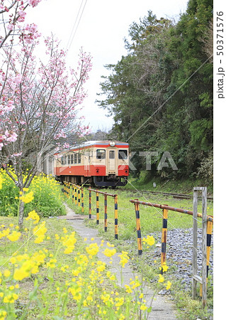 春の小湊鉄道＆いすみ鉄道　上総中野（かずさなかの）駅　 50371576
