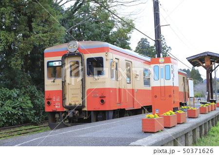 春の小湊鉄道＆いすみ鉄道　上総中野（かずさなかの）駅　 50371626