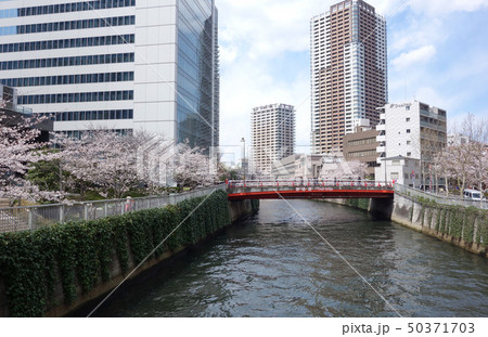 目黒川の桜（鈴懸歩道橋から見た御成橋） 50371703