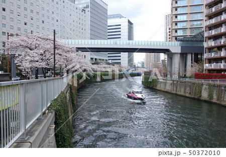 目黒川の桜（小関橋から見た鈴懸歩道橋） 50372010