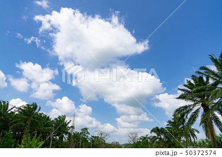cloudy blue sky with palm tree 50372574