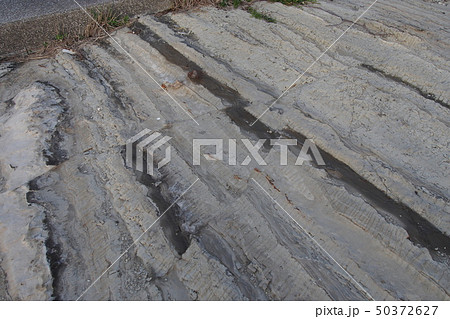 房総半島 千倉 地層 断層 房総半島 千倉 地層 断層 50372627