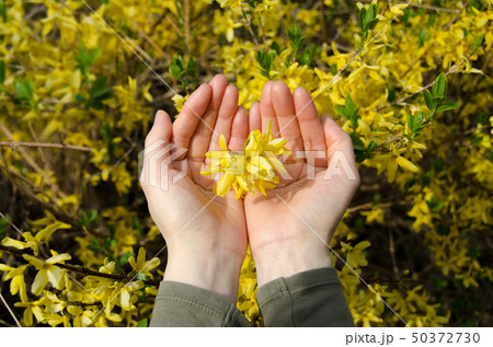 愛 自然 花 50372730