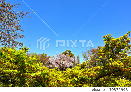 緑に囲まれた満開の桜 50372998