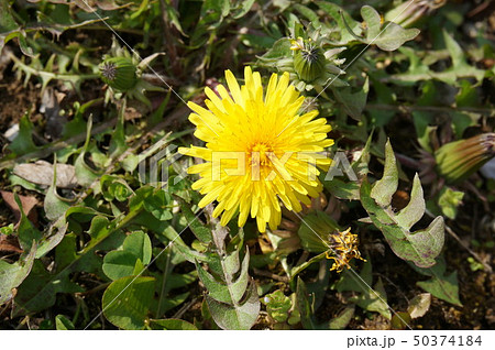 たんぽぽ たんぽぽ 50374184