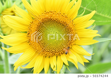 ヒマワリ畑のヒマワリの蜂がいる黄色い花(頭状花序)をクローズアップで撮影した写真 ヒマワリ畑のヒマワリの蜂がいる黄色い花(頭状花序)をクローズアップで撮影した写真 50374244