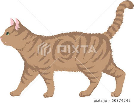 アメリカンショートヘア アメリカンショートヘア 50374245