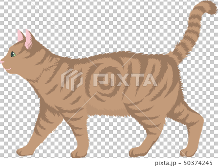 American short hair 50374245