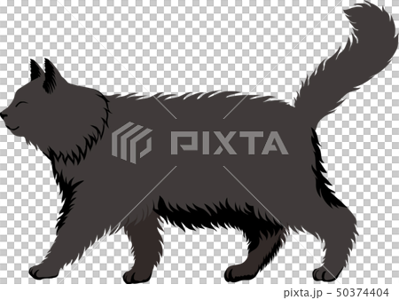 長毛クロネコ 50374404