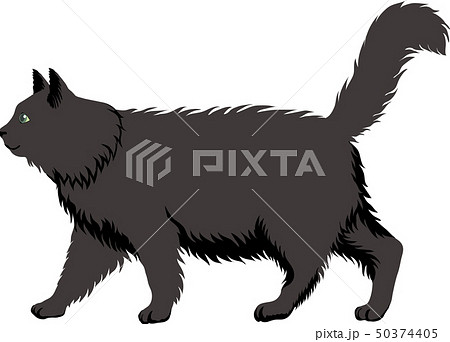 長毛黒猫 50374405