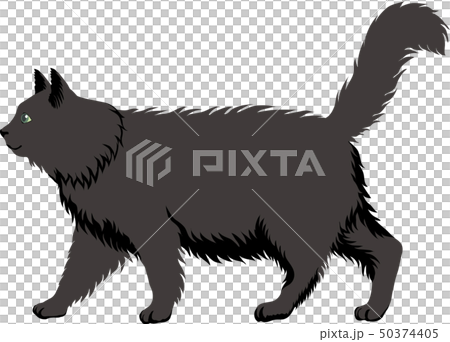 長毛黒猫 50374405