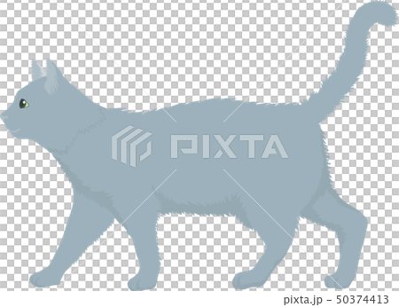 ロシアンブルー 50374413