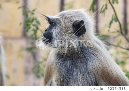 Portrait of Gray langur monkey in Amber fort. 50374513