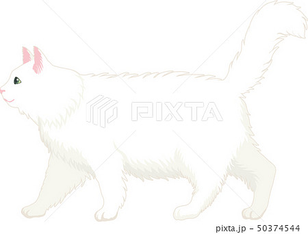 長毛しろねこ 長毛しろねこ 50374544