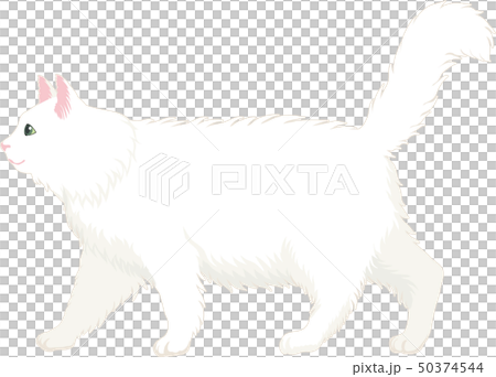 長毛しろねこ 長毛しろねこ 50374544