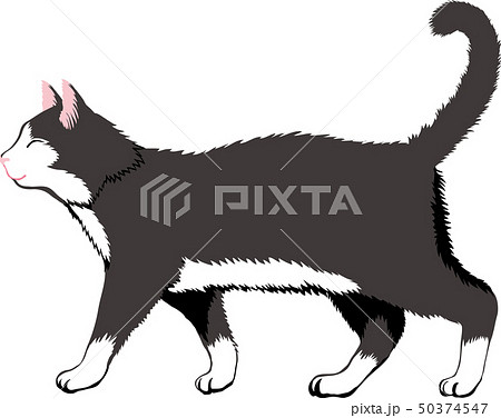 白黒猫のイラスト素材 50374547 Pixta