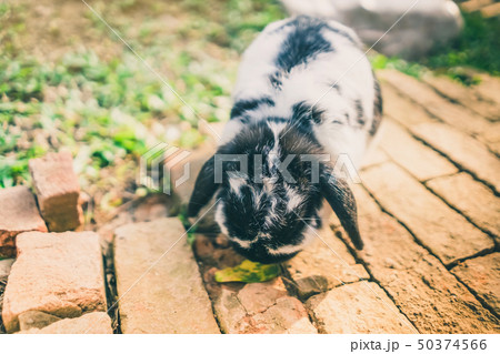 The cute rabbit is resting in the afternoon. 50374566