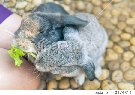 Women feeding food rabbit with a small vegetable 50374814