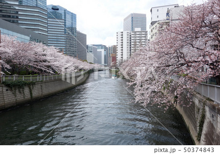 目黒川の桜（居木橋から見た森永橋方向） 50374843
