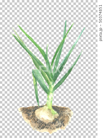 水彩洋蔥生葉的領域 水彩洋蔥生葉的領域 50374851