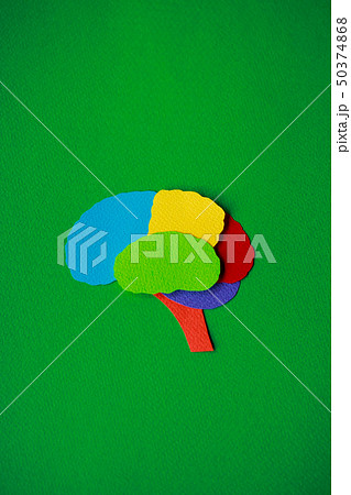 脳の模式図 脳の模式図 50374868