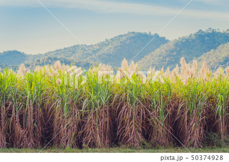 Scenery of Sugar-cane flower to the breeze Scenery of Sugar-cane flower to the breeze 50374928