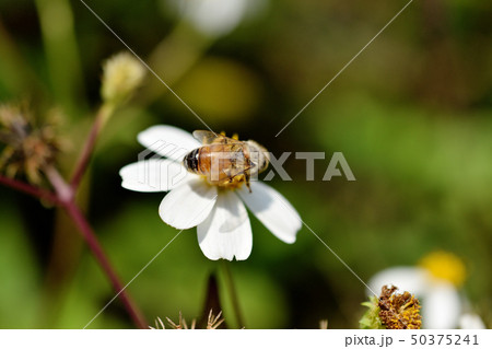 タチアワユキセンダングサとミツバチ タチアワユキセンダングサとミツバチ 50375241