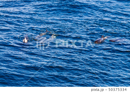 Long-Finned Pilot Whales in the Southern Atlantic Ocean Long-Finned Pilot Whales in the Southern Atlantic Ocean 50375334