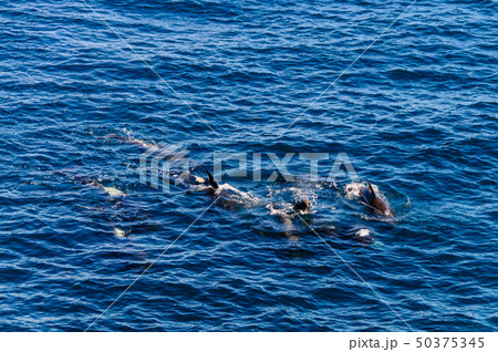 Long-Finned Pilot Whales in the Southern Atlantic Ocean Long-Finned Pilot Whales in the Southern Atlantic Ocean 50375345