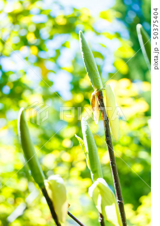 ホオの新芽 ホオの新芽 50375404