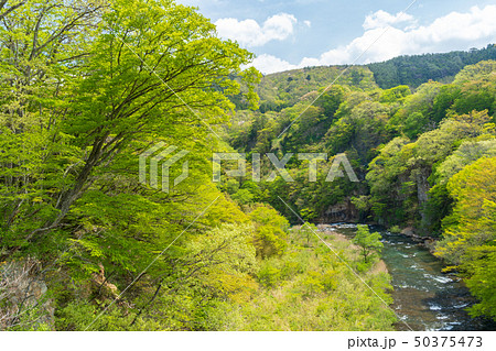 新緑の小原渓谷 宮城白石 新緑の小原渓谷 宮城白石 50375473