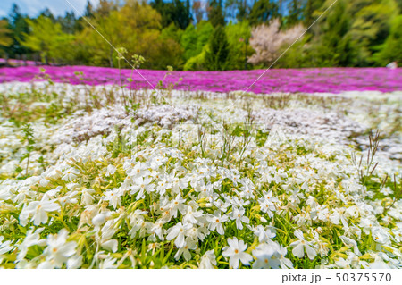 スパッシュランドパークの芝桜　宮城白石 50375570