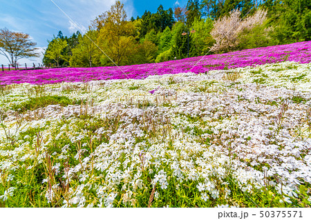 スパッシュランドパークの芝桜 宮城白石 スパッシュランドパークの芝桜 宮城白石 50375571