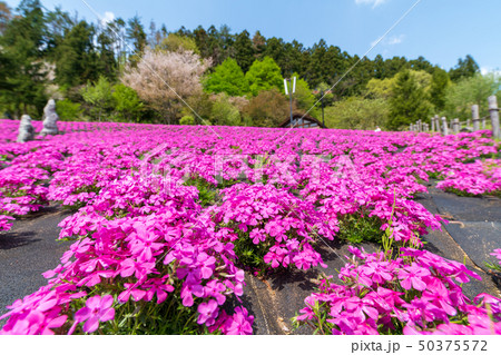 スパッシュランドパークの芝桜 宮城白石 スパッシュランドパークの芝桜 宮城白石 50375572