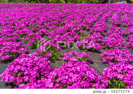 スパッシュランドパークの芝桜 宮城白石 スパッシュランドパークの芝桜 宮城白石 50375574