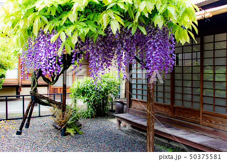 藤の花 藤の花 50375581