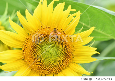 ヒマワリ畑のヒマワリの蜂がいる黄色い花(頭状花序)をクローズアップで撮影した写真 ヒマワリ畑のヒマワリの蜂がいる黄色い花(頭状花序)をクローズアップで撮影した写真 50375743