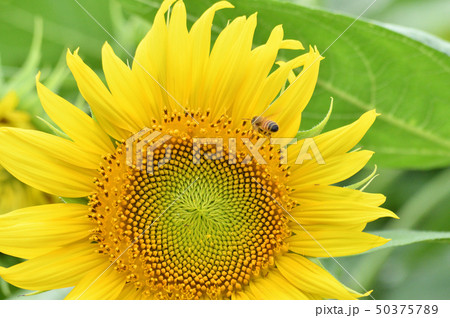 ヒマワリ畑のヒマワリの蜂がいる黄色い花（頭状花序）をクローズアップで撮影した写真 50375789