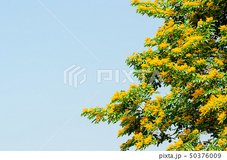 Burma padauk or Pterocarpus macrocarpus flower Burma padauk or Pterocarpus macrocarpus flower 50376009