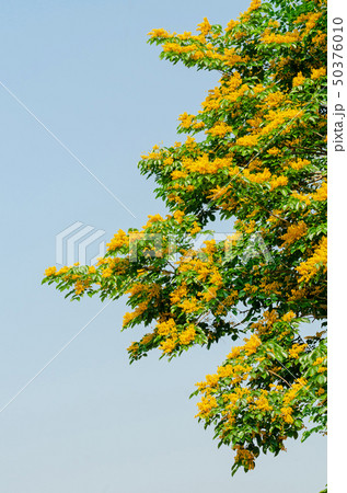 Burma padauk or Pterocarpus macrocarpus flower Burma padauk or Pterocarpus macrocarpus flower 50376010