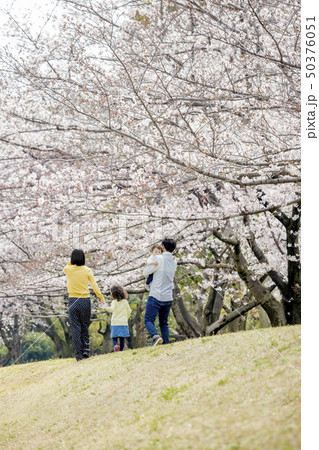 桜の咲く公園を歩く4人家族の後ろ姿 桜の咲く公園を歩く4人家族の後ろ姿 50376051