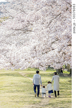 桜の咲く公園で遊ぶ４人家族の後ろ姿 50376063