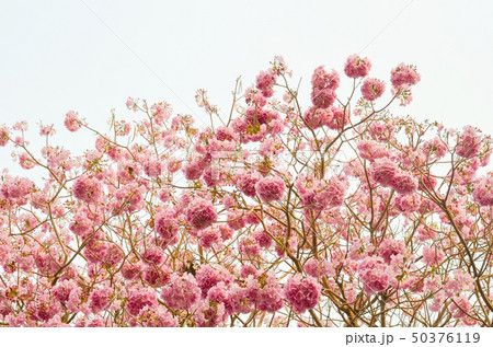 Pink trumpet tree or Tabebuia rosea flower 50376119