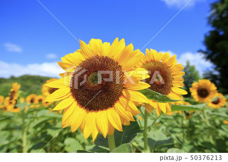 ひまわり　世良高原農場の向日葵 50376213